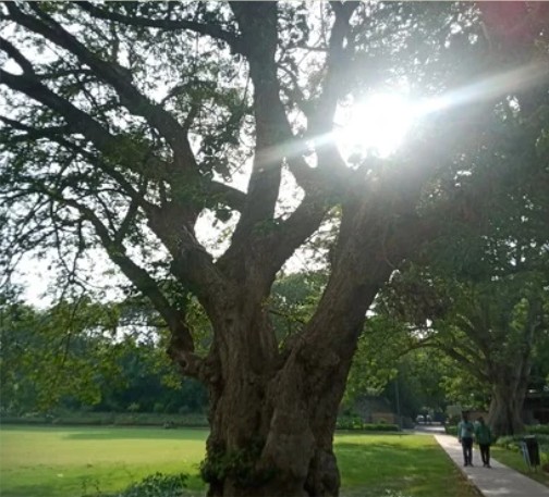 Tree